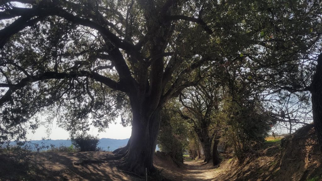 Camino de árboles durante la ruta