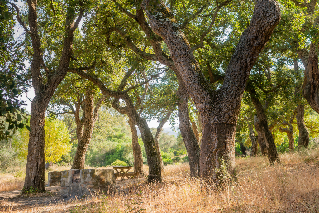 Bosque mixto de alcornoques, castaños y pinos en la Sierra de Aracena