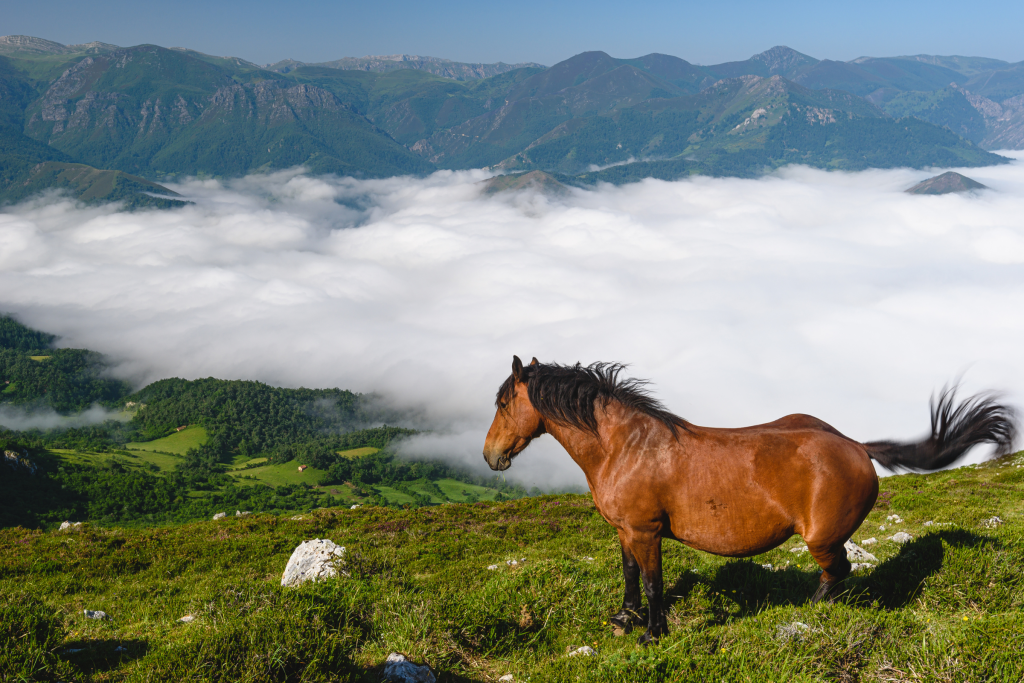 Foto de caballo en Asturias