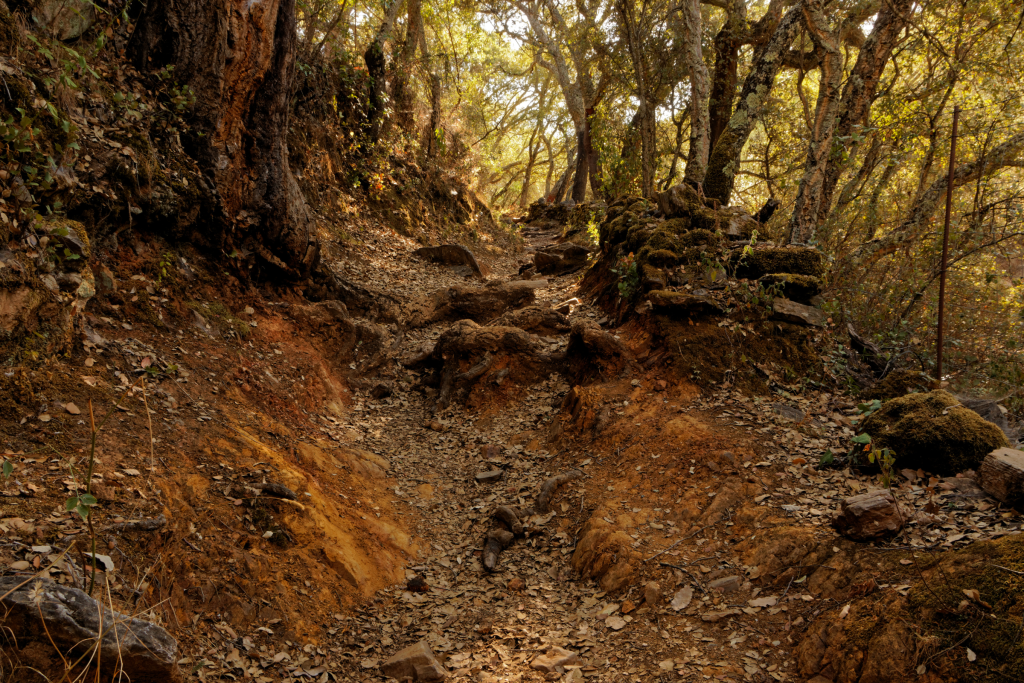 Baño de bosque hacia Castaño del Robledo