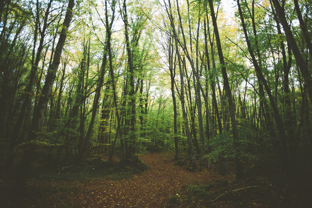 Bosque de la Fageda d'en Jordà