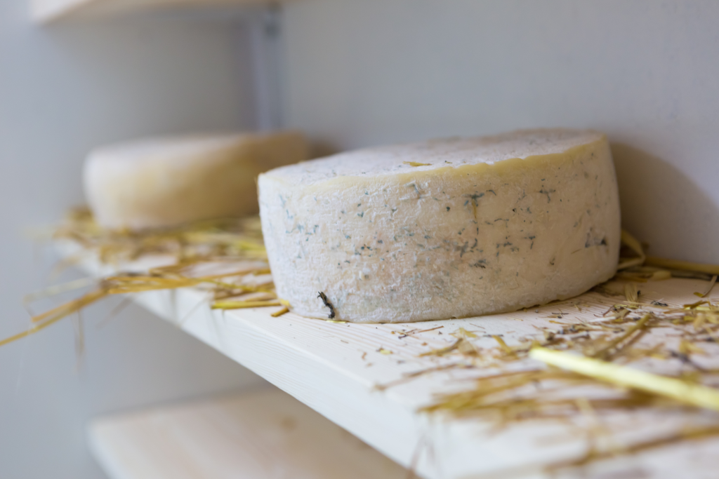 Foto de queso de la Garrotxa
