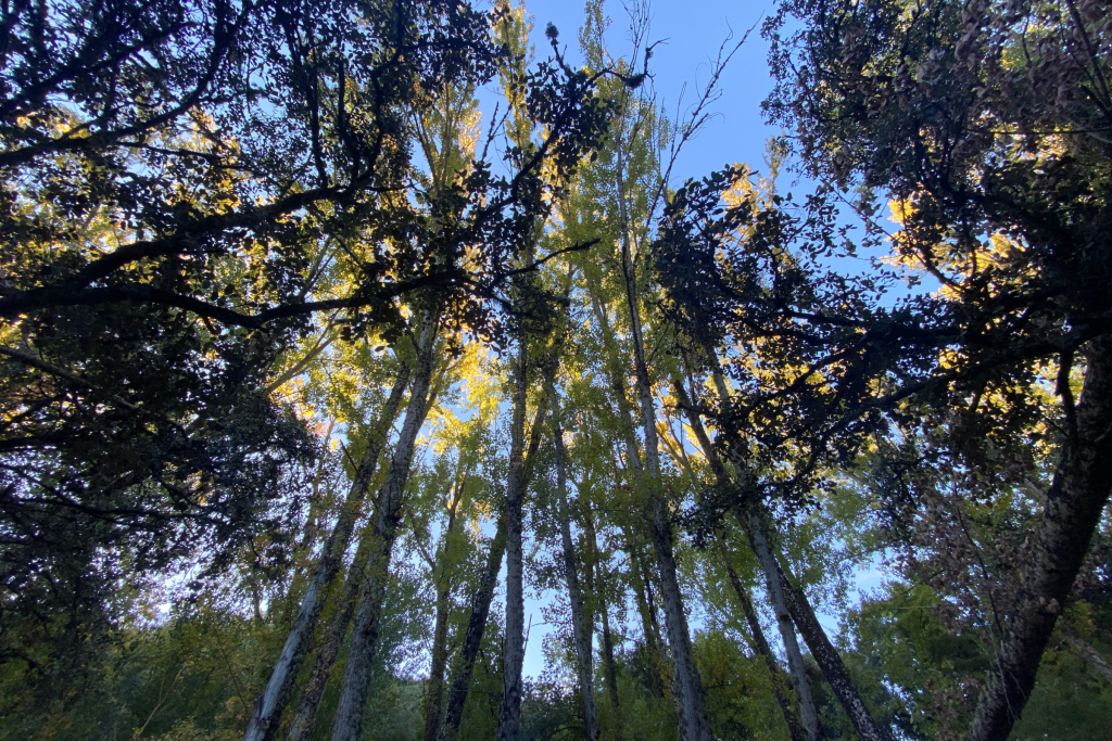 Baño de bosque en la Ribera del Jabugo