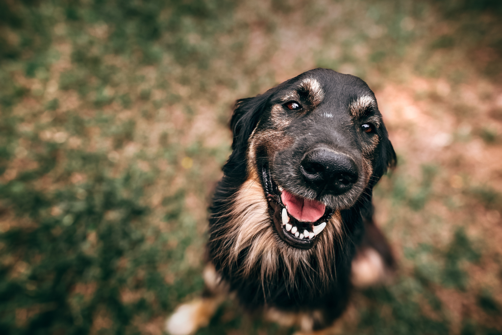 Viajar con perro por el sur de México