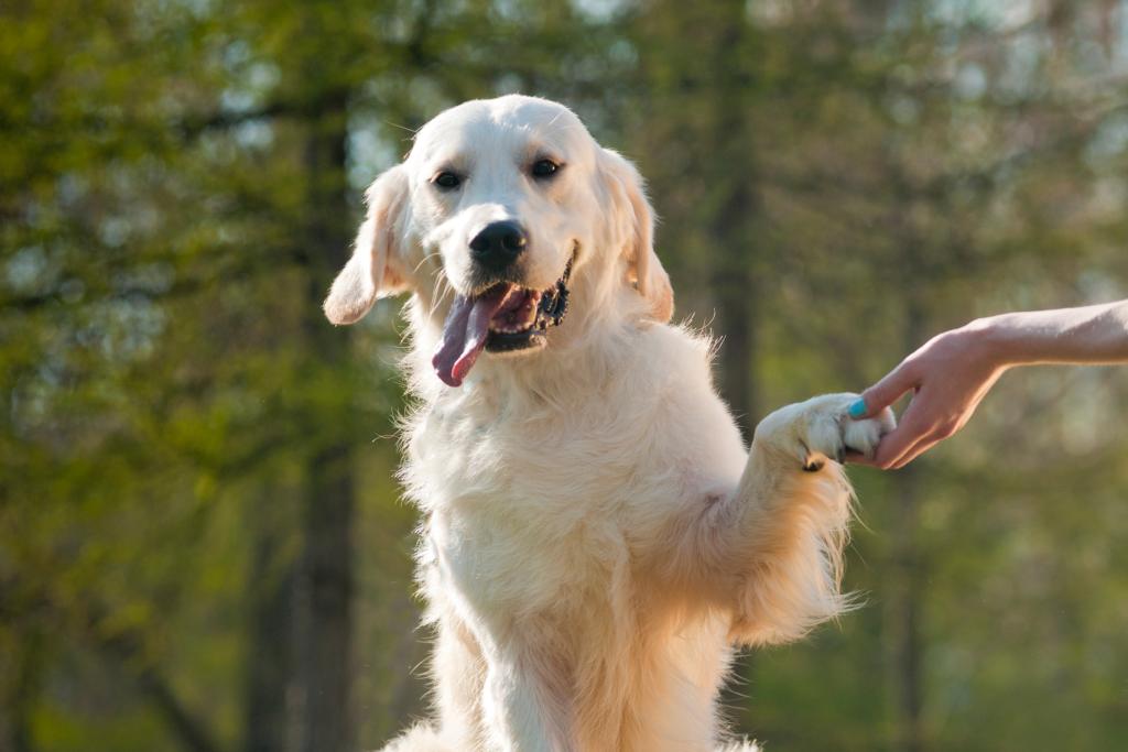 Escapada rural con perro