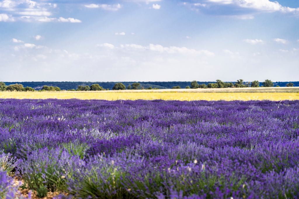 Lavanda en Brihuega