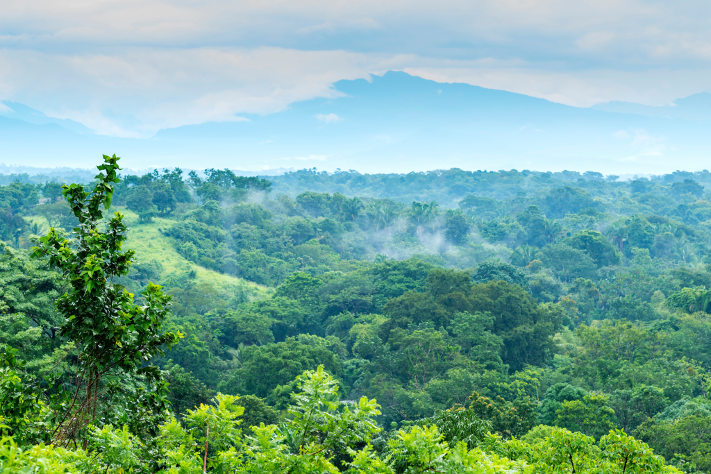 Selva de los Chimalapas en Chiapas