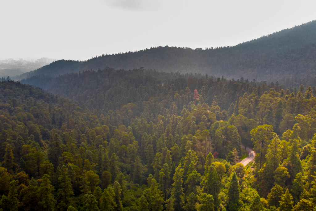 Paisaje del Desierto de los Leones (CDMX)