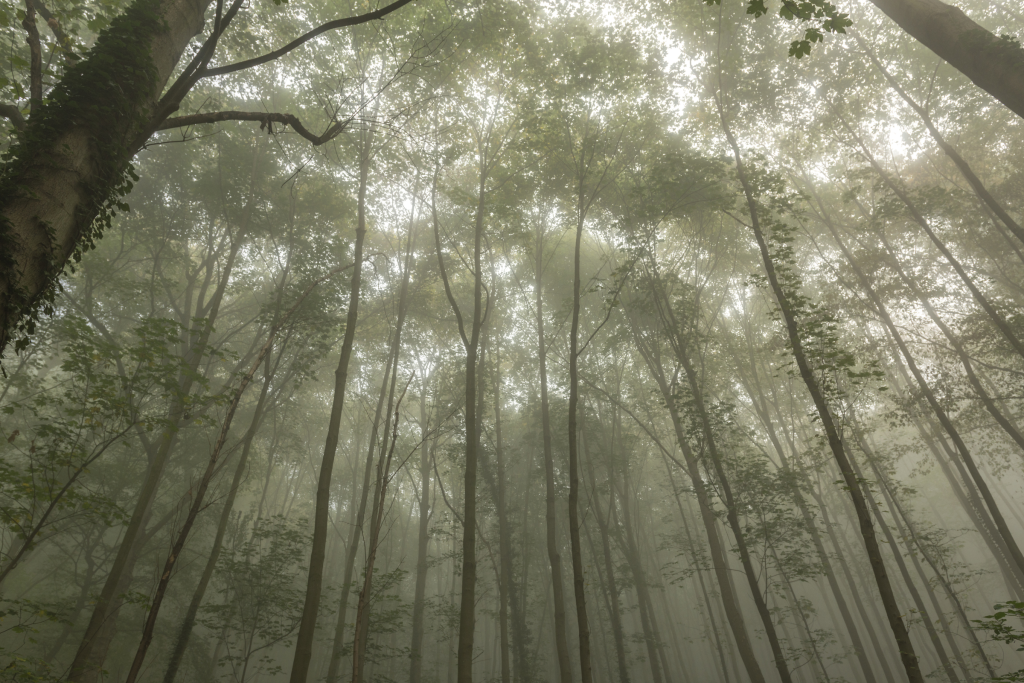 Bosques de niebla en México