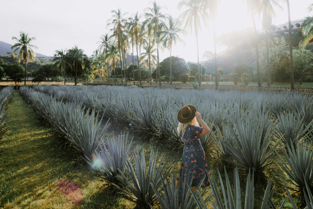 Rutas aromáticas en México