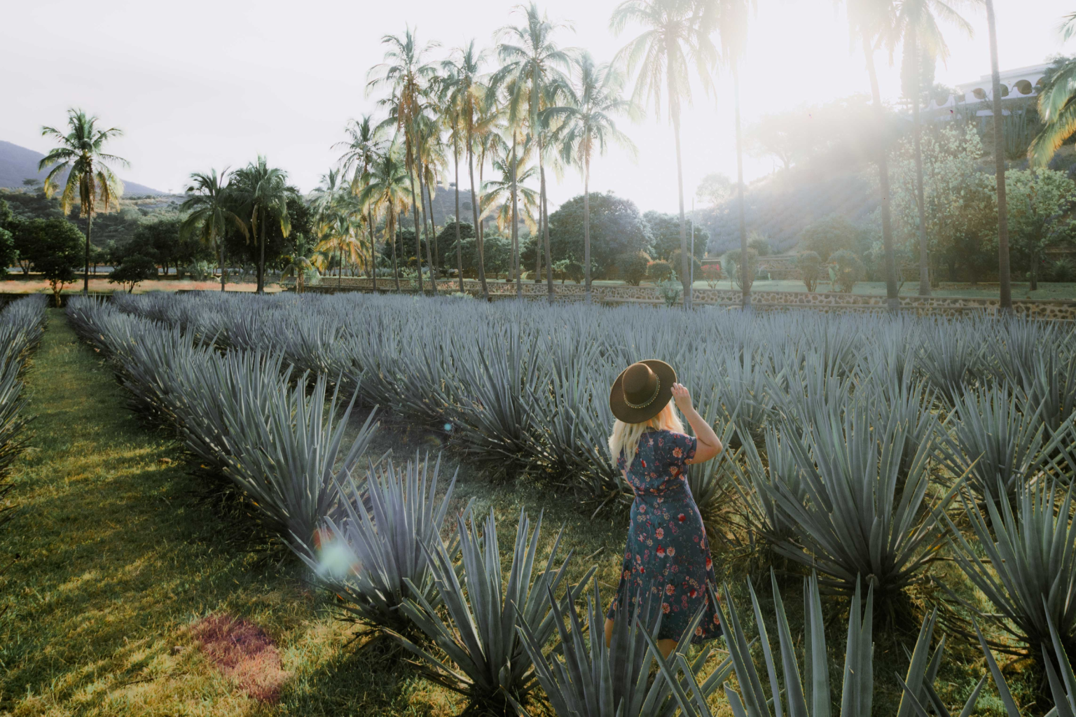 Rutas aromáticas en México