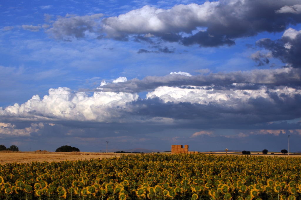 Flores de verano en Castilla