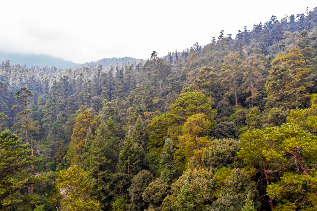 Sendero en el Desierto de los Leones (CDMX)