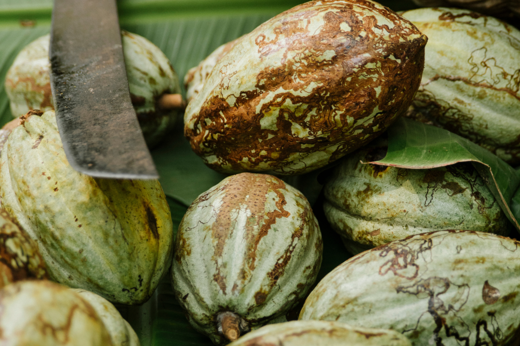 Cacao artesanal en Tabasco