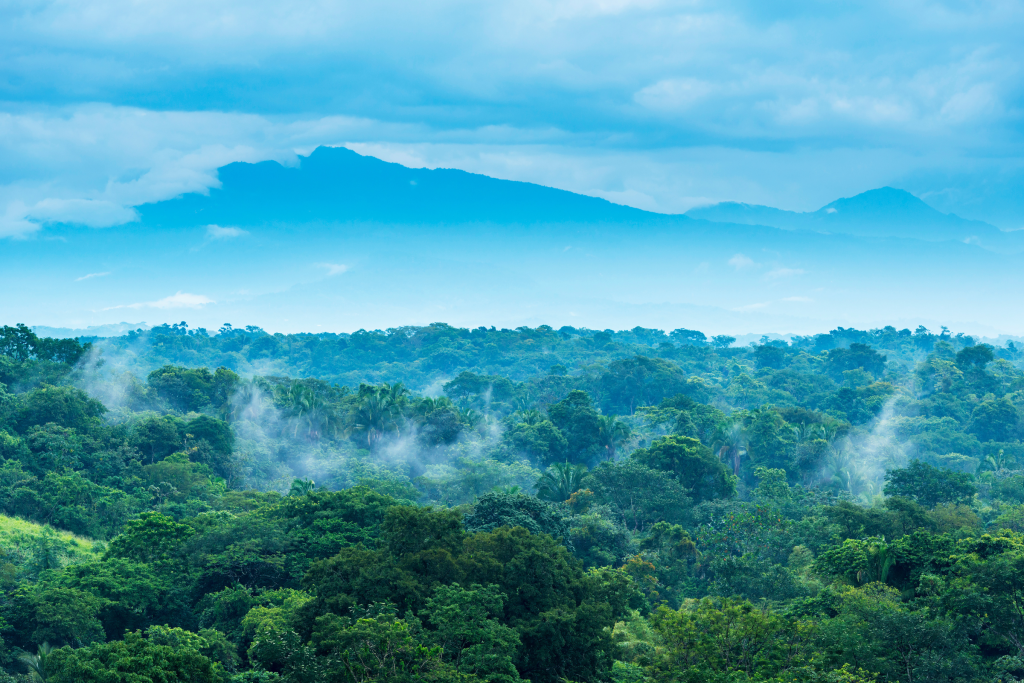 Bosques de niebla en México