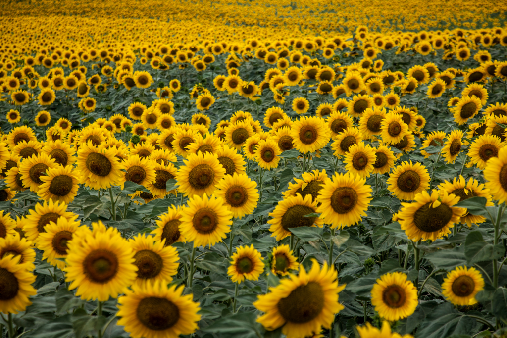 Girasoles en Tierra de Campos