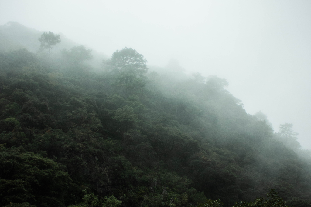 Bosque de niebla en Hidalgo