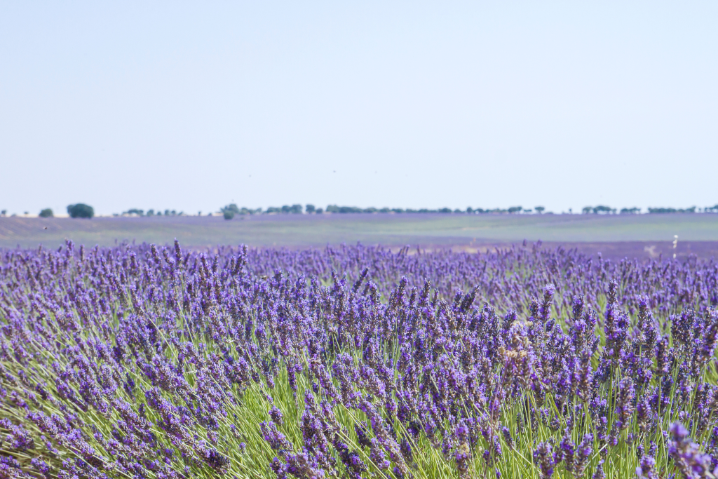 Lavanda en la Alcarria