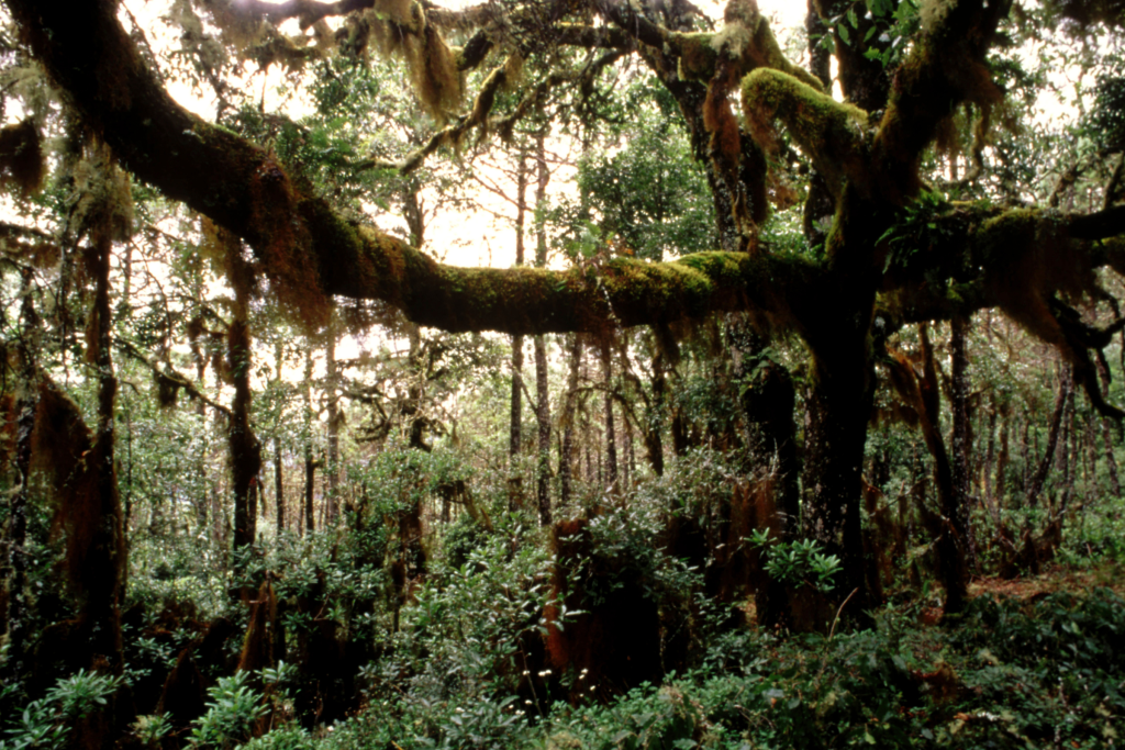Bosque de niebla de la Sierra Norte de Oaxaca