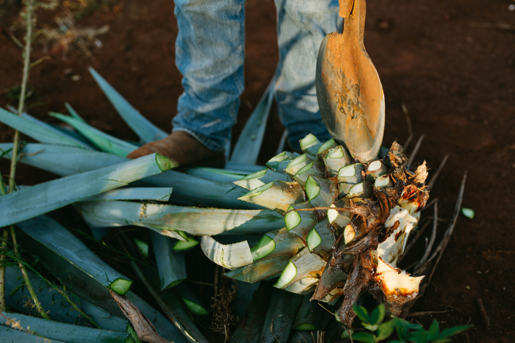 Producción de mezcal artesanal en Puebla