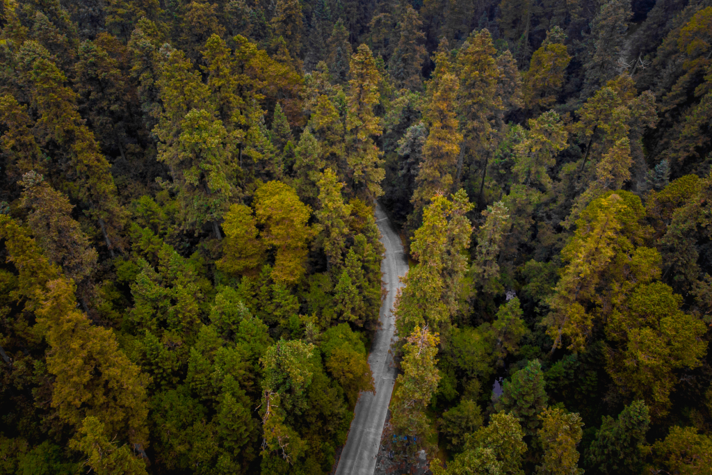 Rutas en el Desierto de los Leones (CDMX)