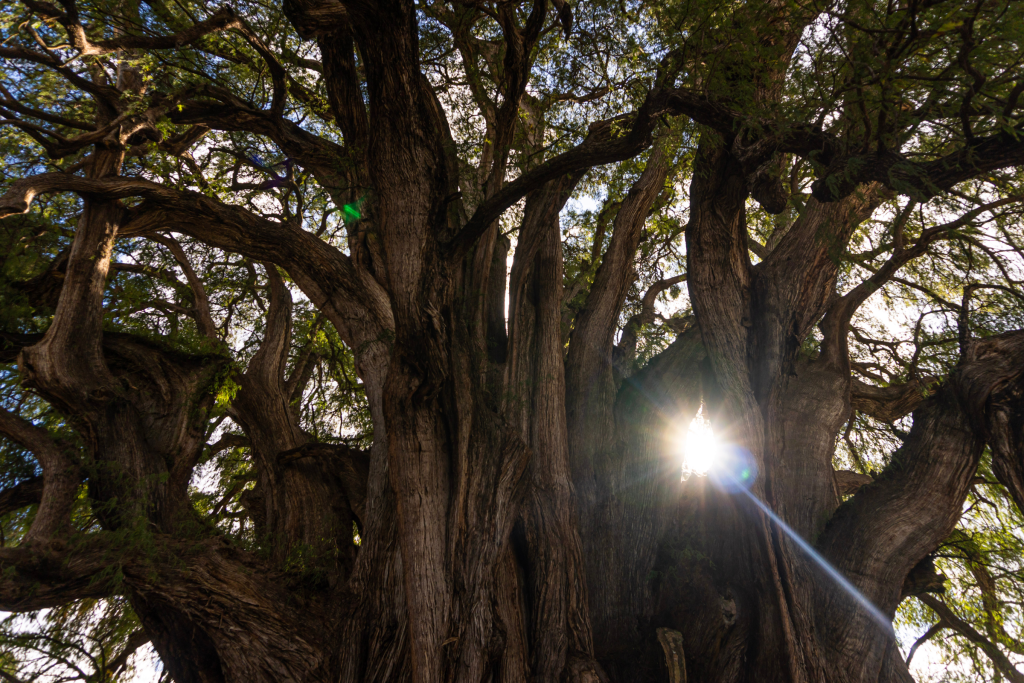 Árbol en la Sierra de Juárez Oaxaca