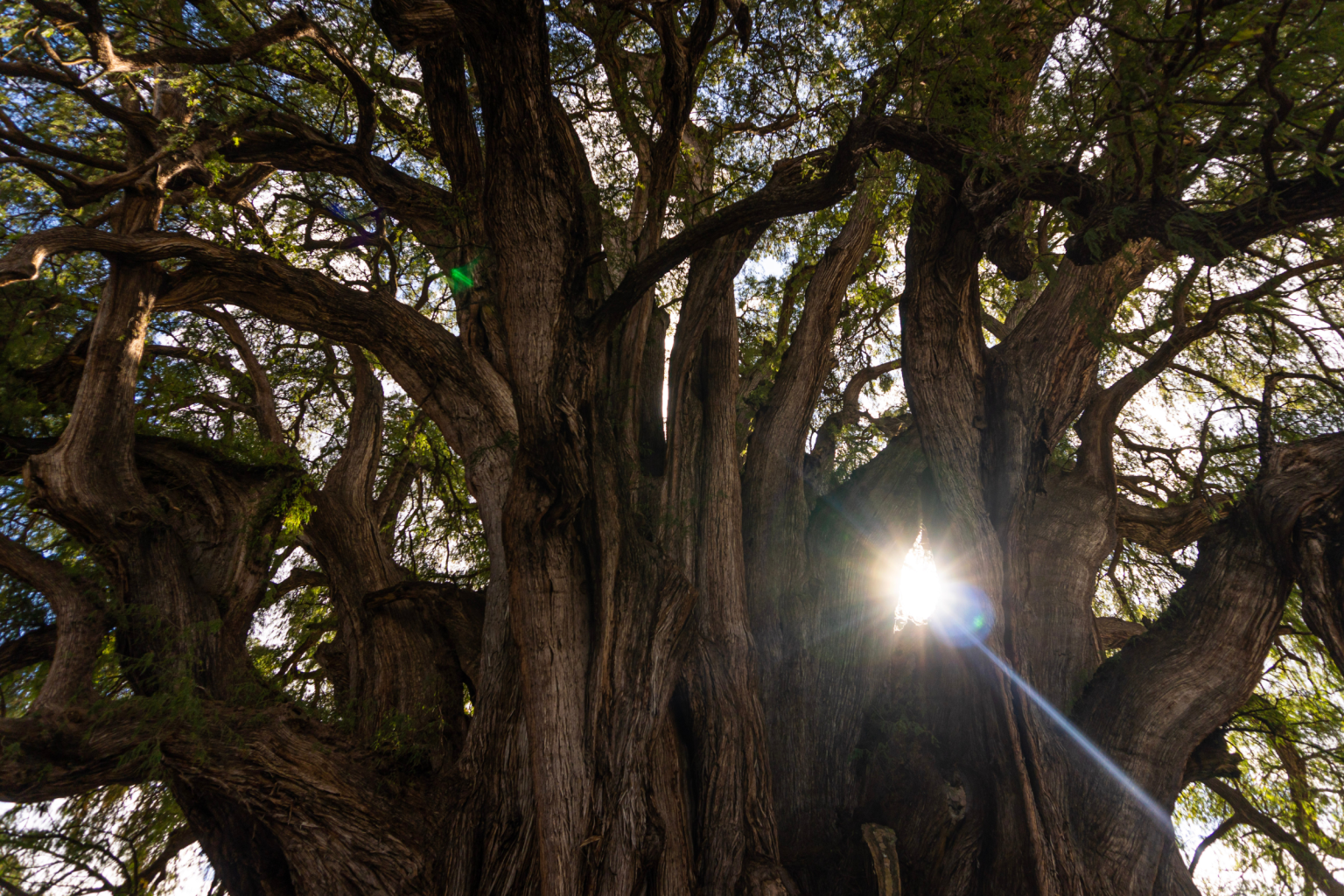 Árbol en la Sierra de Juárez Oaxaca